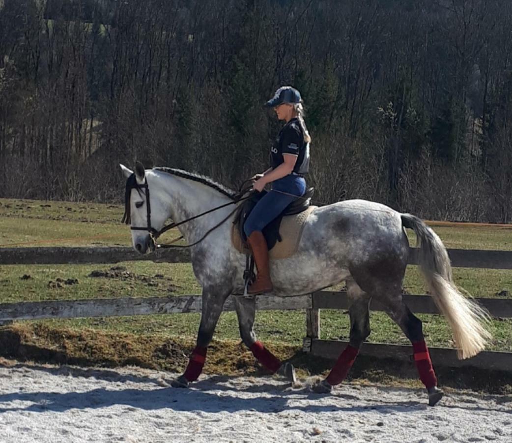 Traumhafte Wohnung Auf Pferde Ranch Aich  Kültér fotó